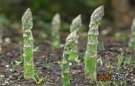 芦笋高产施肥技术 芦笋高产施肥技术方法