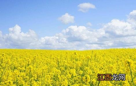 秋季种植什么 秋季种植什么好