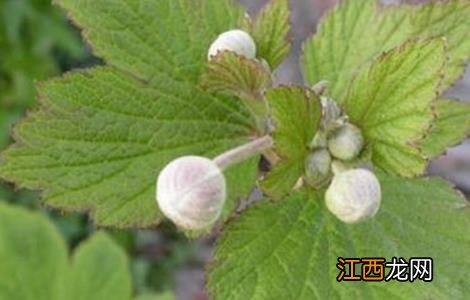 冬葵种植时间和方法 冬天秋葵怎么种植方法