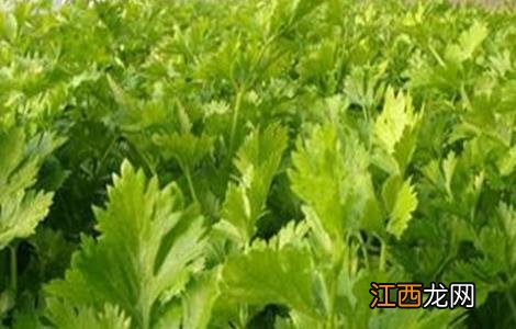 芹菜定植后的管理技术 芹菜定植后的管理技术与管理