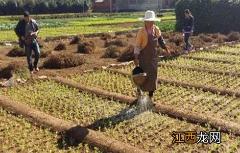 芹菜定植后的管理技术 芹菜定植后的管理技术与管理