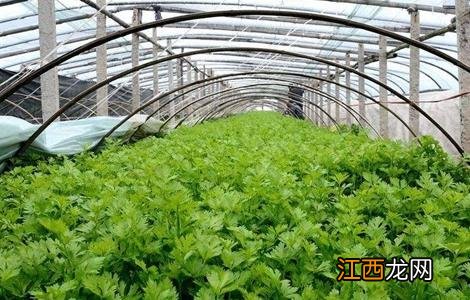 芹菜定植后的管理技术 芹菜定植后的管理技术与管理