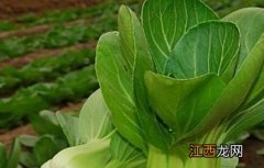 秋冬季该怎么种植小油菜视频 秋冬季该怎么种植小油菜