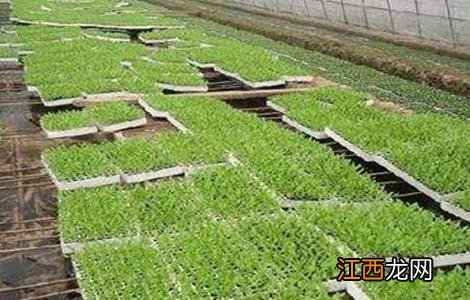 冬天怎样育菜苗 冬季蔬菜育苗的注意事项