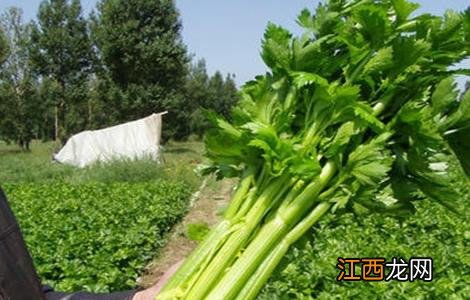 西芹病害防治 西芹空心原因及防治措施