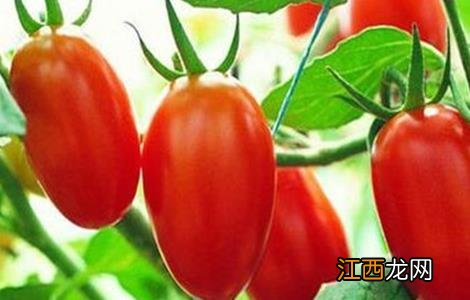 提高圣女果产量的种植技巧 提高圣女果产量的种植技巧有哪些
