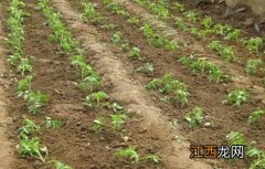 蔬菜苗种下后蔫苗怎么办 蔬菜定植后萎蔫怎么办