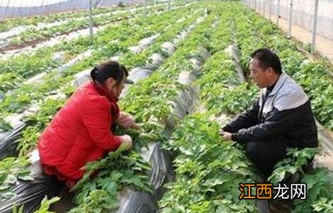 蔬菜套种原则及注意事项图片 蔬菜套种原则及注意事项