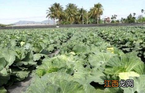 秋季露地甘蓝种植技术与管理 秋季露地甘蓝种植技术