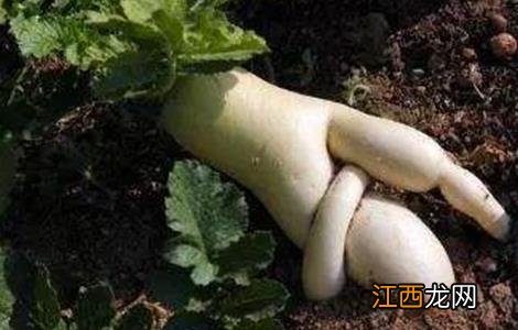 萝卜分叉是怎么回事 萝卜分叉该怎么办