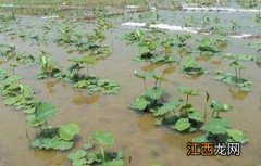 莲藕什么时间种植好 莲藕什么时间种植最好