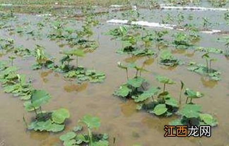 莲藕什么时间种植好 莲藕什么时间种植最好