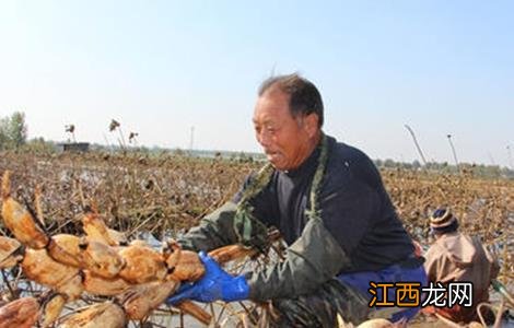 莲藕什么时间种植好 莲藕什么时间种植最好