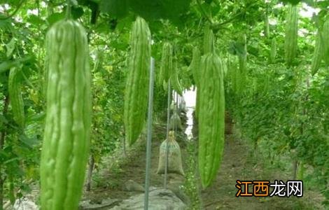 苦瓜产量低该怎么办视频 苦瓜产量低该怎么办