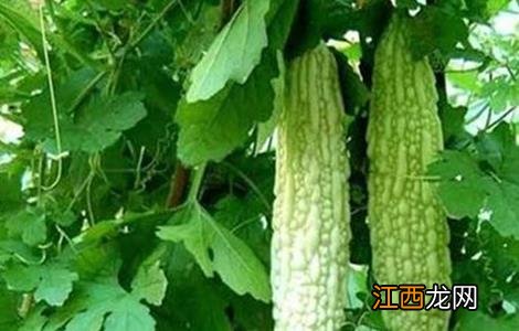 苦瓜产量低该怎么办视频 苦瓜产量低该怎么办