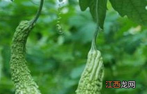 苦瓜产量低该怎么办视频 苦瓜产量低该怎么办