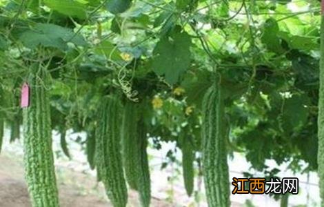 苦瓜产量低该怎么办视频 苦瓜产量低该怎么办