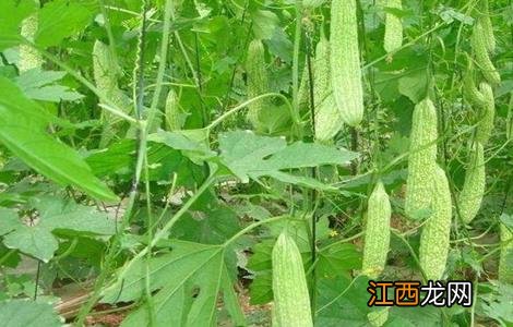 苦瓜产量低该怎么办视频 苦瓜产量低该怎么办