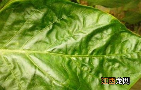 豆角卷叶是什么原因 豆角卷叶是什么因素引起的