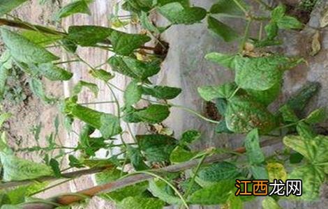 豆角卷叶是什么原因 豆角卷叶是什么因素引起的