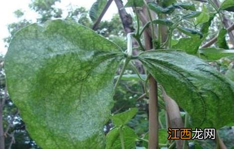 豆角卷叶是什么原因 豆角卷叶是什么因素引起的