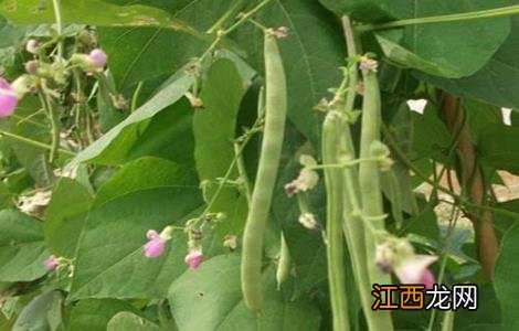 八月适合种植什么蔬菜 八月适合种植什么蔬菜呢