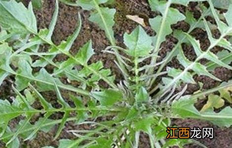 八月适合种植什么蔬菜 八月适合种植什么蔬菜呢