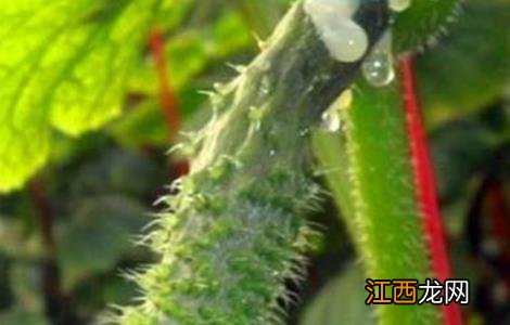 大棚蔬菜主要虫害的防治技术 大棚蔬菜的病虫害防治措施