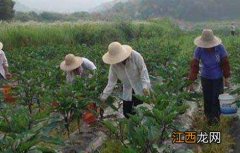 茄子需肥规律与施肥 茄子盛夏期追肥注意事项