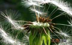 蒲公英种植方法和时间 蒲公英种植方法和时间温度