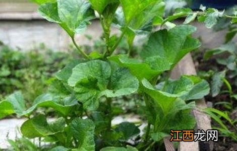 冬寒菜的种植时间和方法 冬寒菜的种植时间和方法图片