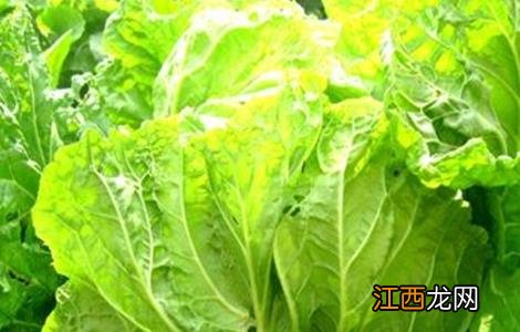 夏播大白菜新品种 夏播大白菜种植技术