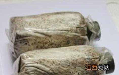 黑木耳是不是菌类 黑木耳菌种选购注意事项