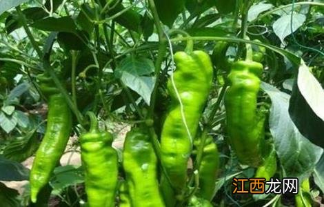 辣椒种植技术与管理 工业辣椒种植技术与管理