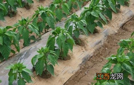 辣椒种植技术与管理 工业辣椒种植技术与管理