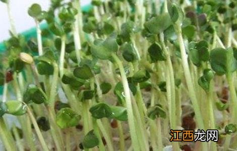 萝卜芽的种植方法图片 萝卜芽的种植方法