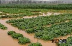 暴雨后蔬菜怎么护理 暴雨后蔬菜怎么管理