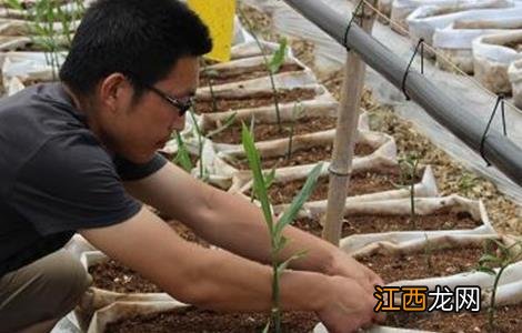 无土栽培适合种植哪些蔬菜 适合无土栽培的蔬菜