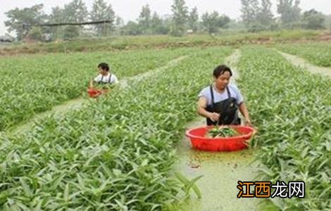 空心菜高产栽培技术视频 空心菜高产栽培技术