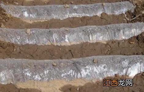 地膜黄瓜种植技术和管理 地膜黄瓜育苗技术