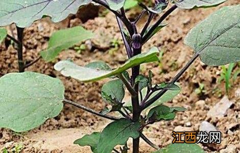 茄子定植后管理技术 茄子定植后管理技术视频