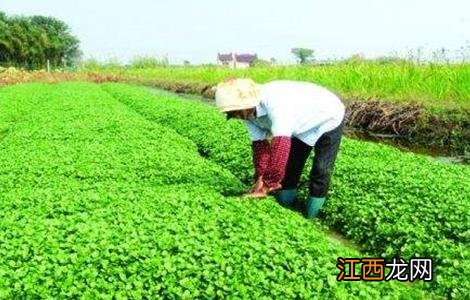 西洋菜种植注意事项 西洋菜种植注意事项和禁忌