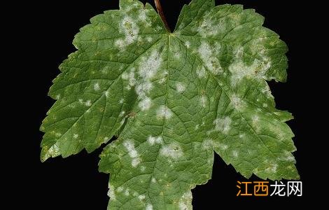 丝瓜白粉病危害症状及防治方法 丝瓜白粉病的危害症状