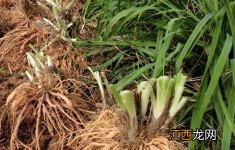 黄花菜种苗价格及种植方法 黄花菜种苗价格及种植方法