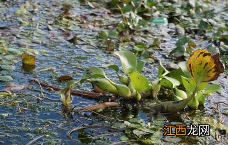 菱角种子价格及种植方法图片 菱角种子价格及种植方法