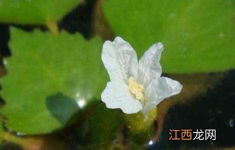 菱角种子价格及种植方法图片 菱角种子价格及种植方法