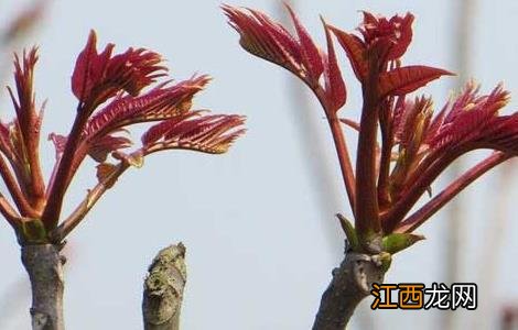 香椿种子价格及种植方法 香椿种子价格及种植方法大全