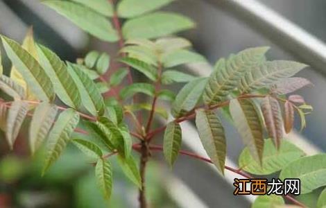 香椿种子价格及种植方法 香椿种子价格及种植方法大全