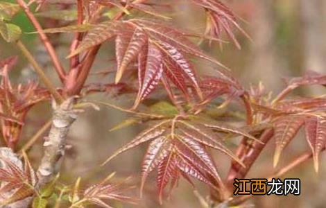 香椿种子价格及种植方法 香椿种子价格及种植方法大全