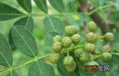 花椒种子价格及种植方法 花椒种子价格及种植方法视频